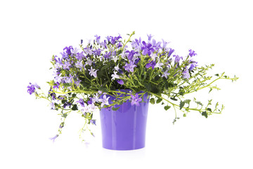 Purple bellflower isolated over white