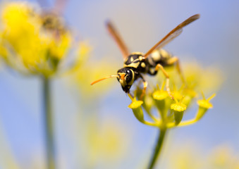 Wasp on yellow flower in nature