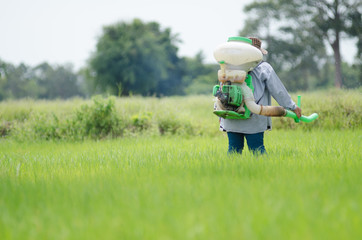 .Farmers use fertilizer sow in rice paddies.