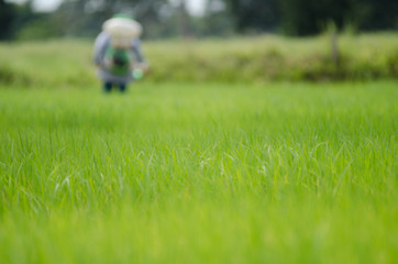 .Farmers use fertilizer sow in rice paddies.