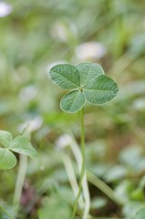 Four-leaf clover
