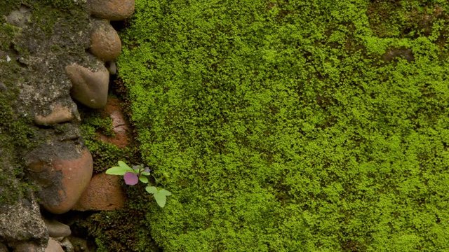 Stone wall of an old building with moss in Bopiliao Historical Block, a historical street in Taipei's old Wanhua District, Taiwan. 