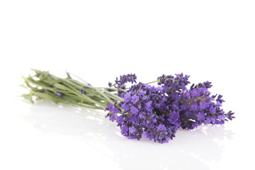 Bouquet Lavender on white background