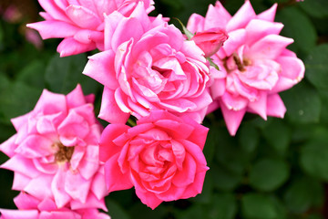 Obraz premium 薔薇(ピンクダブルノックアウト)