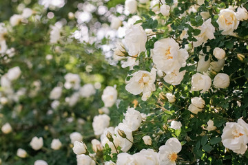 Blooming white dog rose