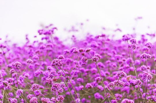 Fototapeta Blooming Verbena field on summer sunset.Purple flower field in isolated background. .Beautiful flowers isolated of purple Verbena at Mon jam, Chiang Mai, Thailand