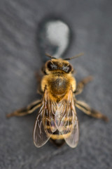 Macro image of a bee on a gray surface drinking a honey drop from a hive