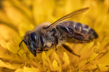 Macro image of a dead bee on a flower from a hive in decline, plagued by the Colony collapse disorder and other diseases