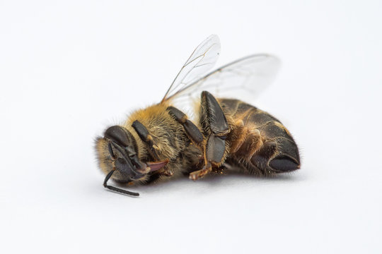 Macro image of a dead bee on a white background from a hive in decline, plagued by the Colony collapse disorder and other diseases