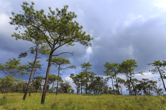 Kesiya pine tree (Pinus kesiya Royle ex Gordon) and meadows at Phu Kradueng National Park. On a height of 1,316 meters. Loei Province, Thailand