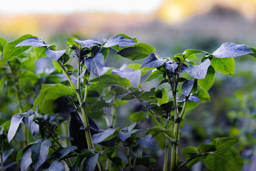 Potato plant in sunset