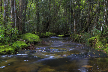 Fototapeta na wymiar Flowing stream in forest located on the mountain in Phu Kradueng National Park, On a height of 1,316 meters. Loei Province, Thailand