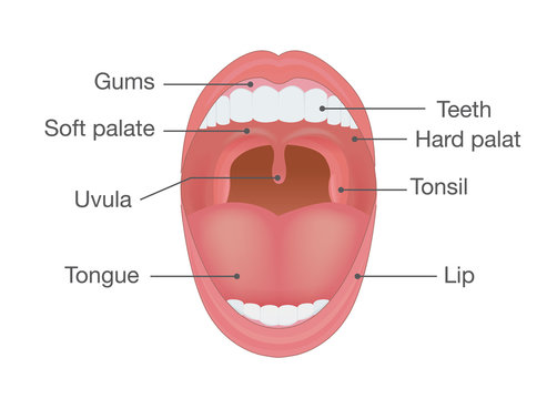 Anatomy of Human Mouth. Illustration about body detail.