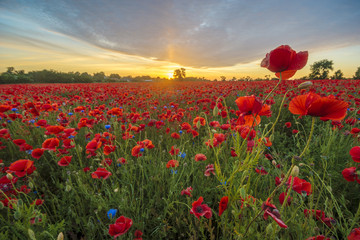 Obraz na płótnie Canvas Red poppies among cornflowers and other wildflowers in the setting sun