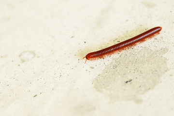 millipede