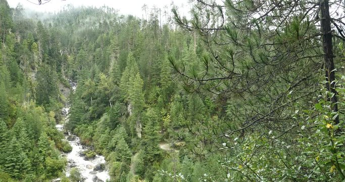 4k Waterfall flowing in the valley,Green conifers,Bomi County,tibet.the largest precipitation area in China.