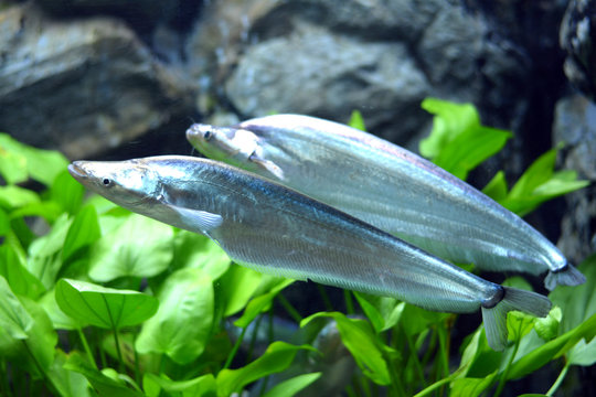 Two Phalacronotus apogon sheatfish with grass background
