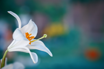 Beautiful blooming white Lily in the garden.