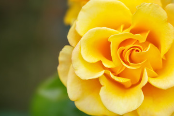 Beautiful summer garden with blooming roses.