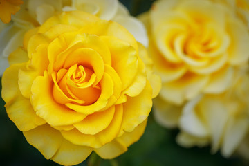 Beautiful summer garden with blooming roses.