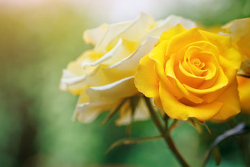 Beautiful summer garden with blooming roses.