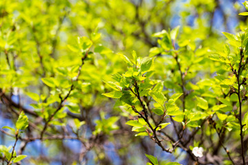 Small green leaves on a tree in spring