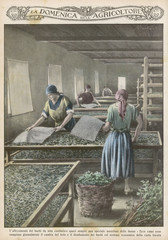 Naklejka na ściany i meble Cultivating Silk Worms. Date: 1929