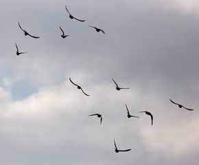 Flock of pigeons against the sky with clouds