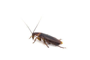 Cockroach - studio shot on the white