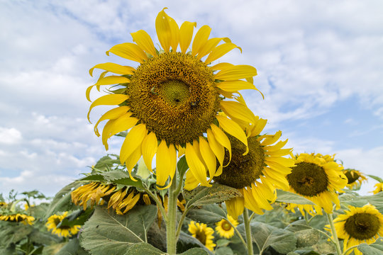 Heliothis armigera worms are eating petals and sunflower seeds