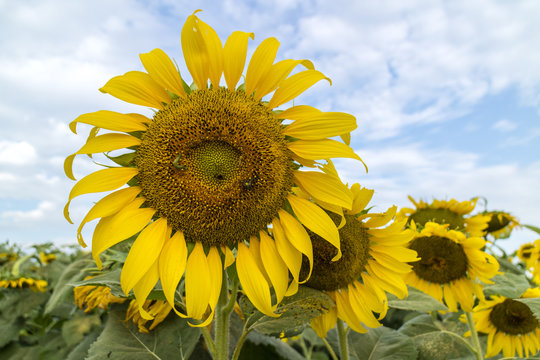 Heliothis armigera worms are eating petals and sunflower seeds