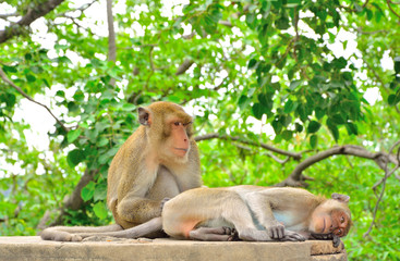 Fototapeta premium Monkey is looking for a tick to the female monkey.