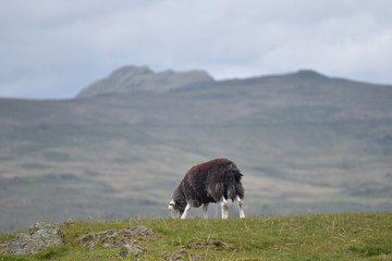 Sheep in Dunnerdale in English Lake District