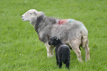 Fototapeta premium Sheep and lamb in Dunnerdale in English Lake District