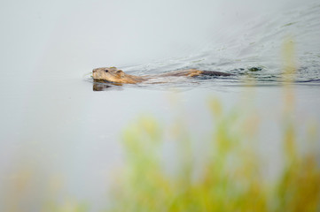  Muskrat. Ondatra zibethicus