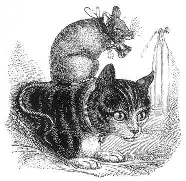 Belling the Cat