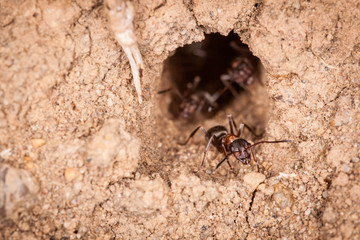 Ameise schaut aus ihrem Bau, Makroaufnahme