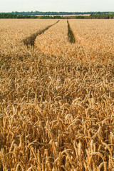 Wheat field in summer
