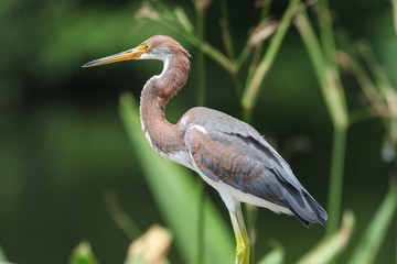 Young Tri-Colored Heron