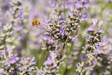 Macro shot of a Large bee-fly (Bombylius major) on a lavender flower in a sunny day