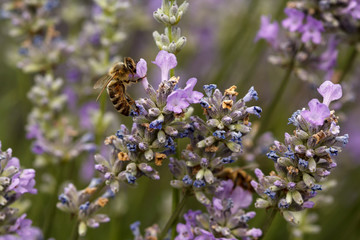 Macro shot of a honey bee on a lavender flower in a coudy day