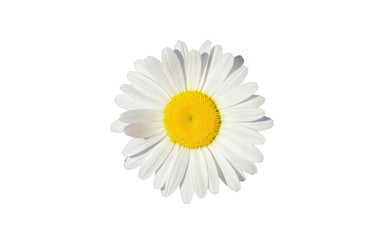 chamomile white flower isolated