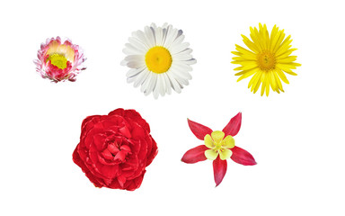 Isolated spring flowers set