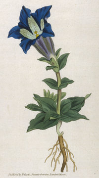 Plants - Gentiana Acaulis. Date: 1796