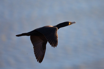 Double-crested cormorant flying in the last light of the day, seen in North California