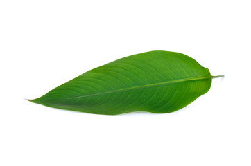 Fototapeta premium bird of paradise leaf isolated on white background