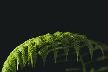 Leaf of a fern on a black background