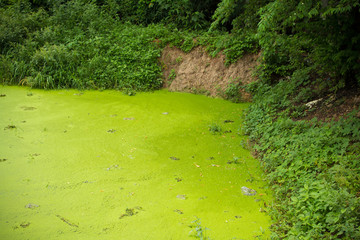Obraz premium waste pond and green algae.
