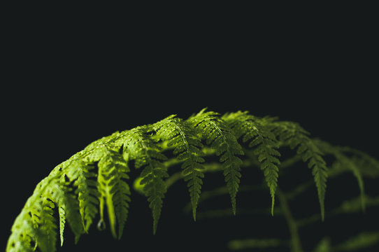Fototapeta Leaf of a fern on a black background
