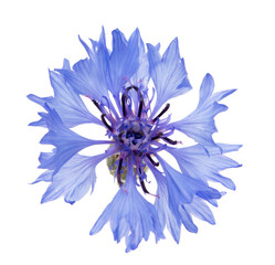 Blue flowers cornflower
